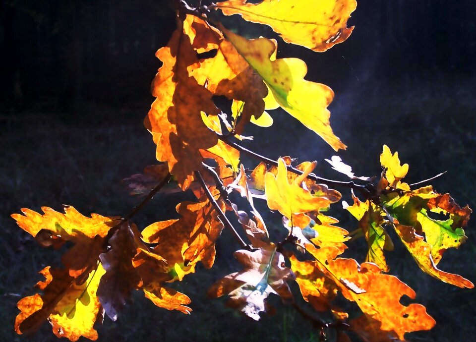 Fall foliage backlighting mark brandenburg