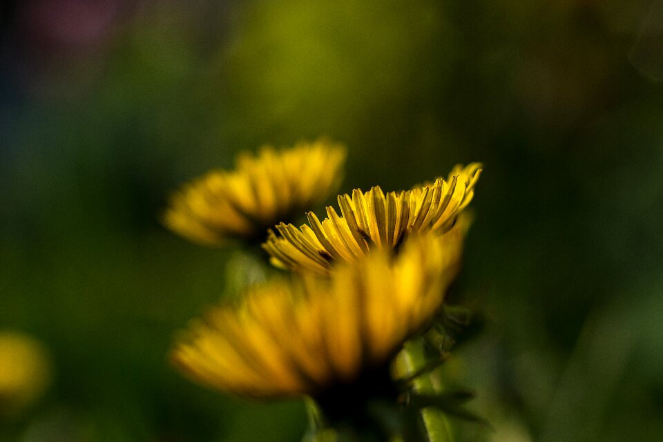 Yellow flowers yellow flower nature
