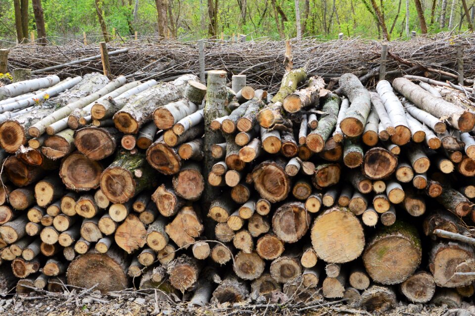 Piles of deadwood deadwood hedge wood