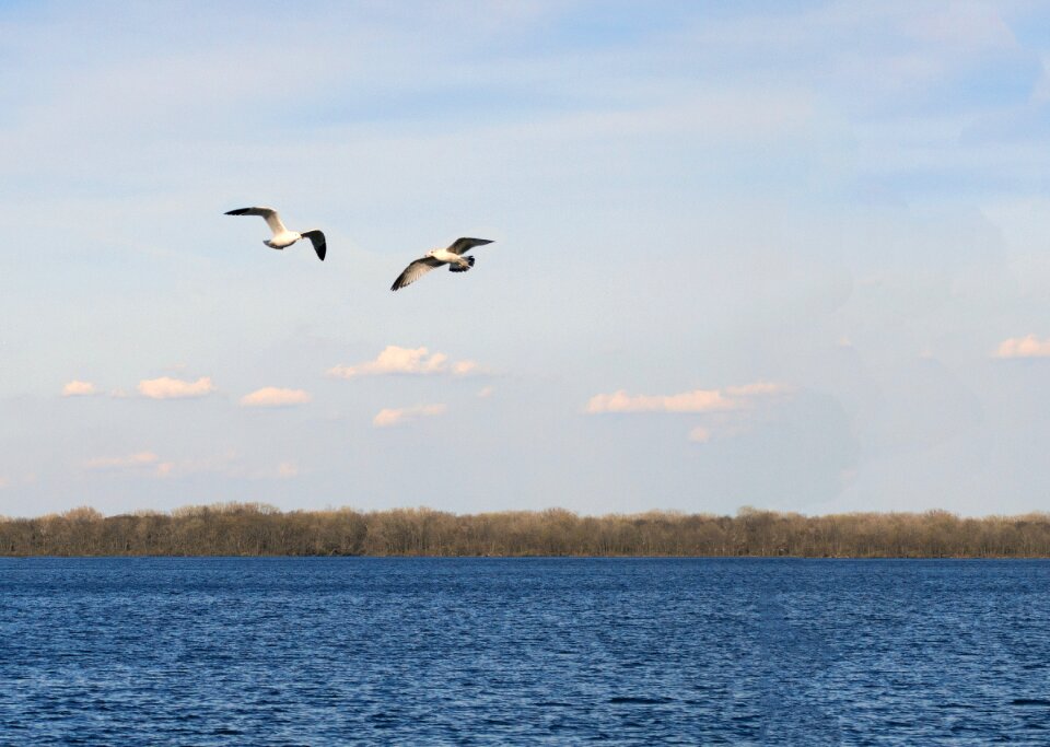 River landscape wildlife