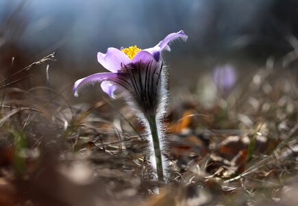 Spring flower nature plant