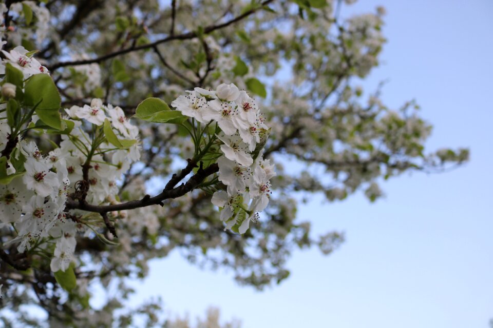 Bloom nature plant