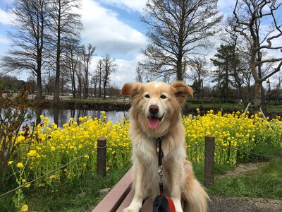 Flower the economy dog