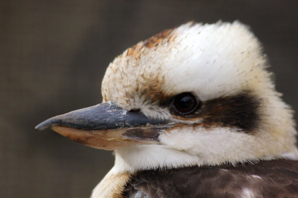 Lachender hans zoo close up