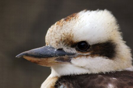 Lachender hans zoo close up