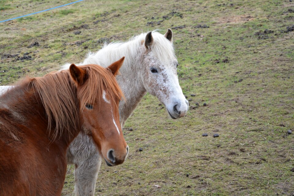 Young filly animal