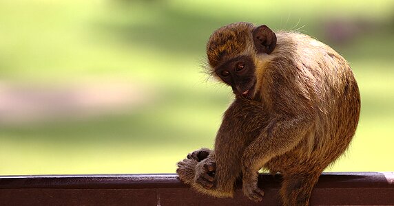 Wild animal monkey portrait primate photo