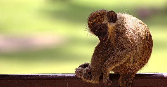Wild animal monkey portrait primate