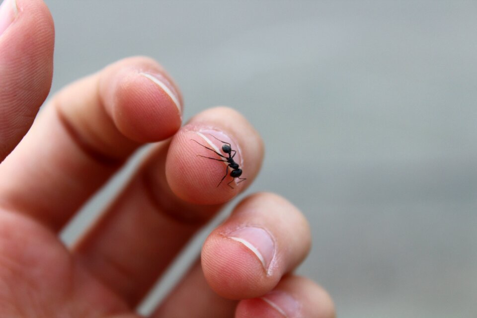Animal macro small