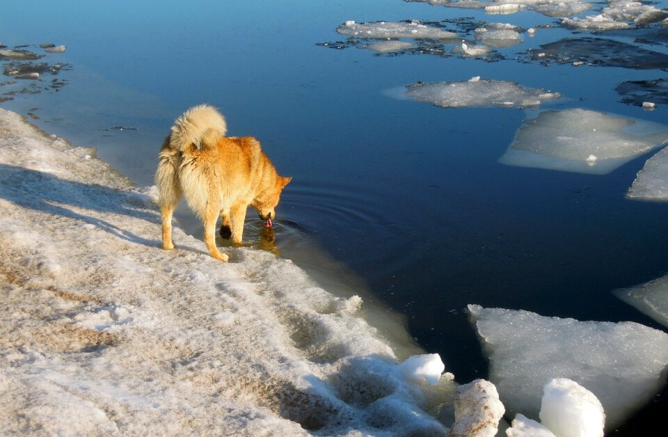 Red dog gulf of finland water