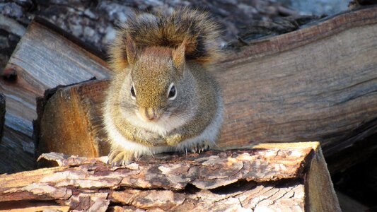 Fur animal wildlife