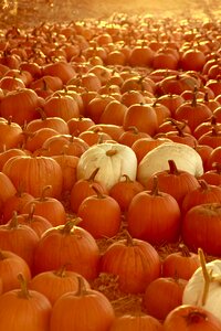 Autumn season pumpkin