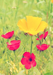 Flowers plant nature
