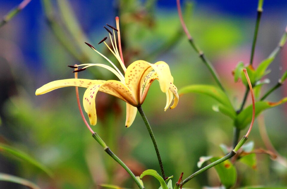 Summer garden flowers closeup
