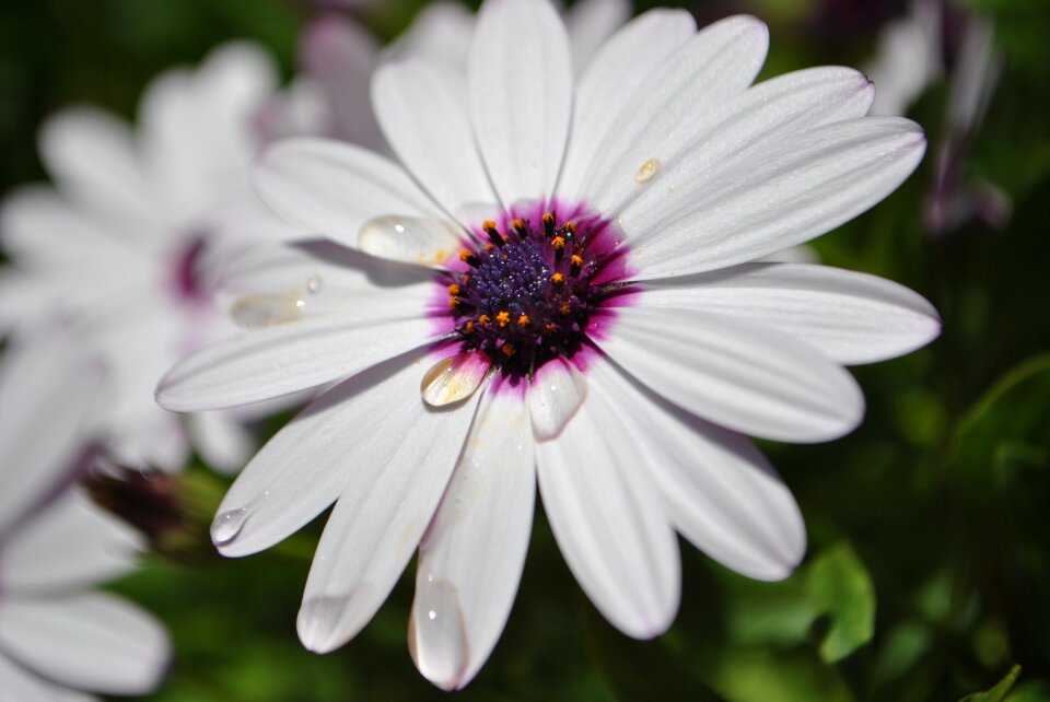Drops spring floral