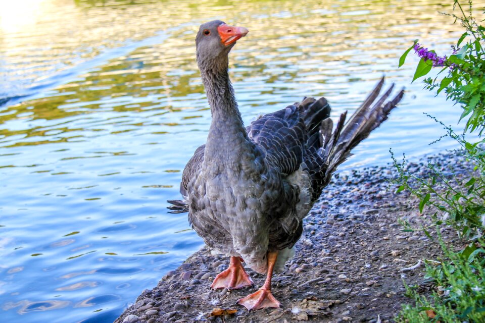 Nature plumage animal