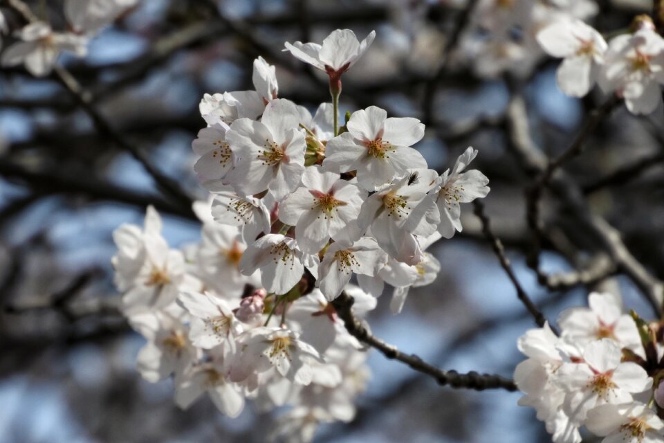Wood flowers cherry blossoms