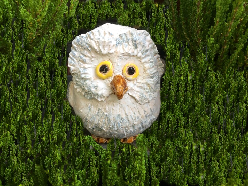 Sound close up bird