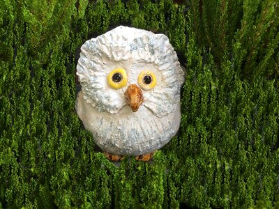 Sound close up bird