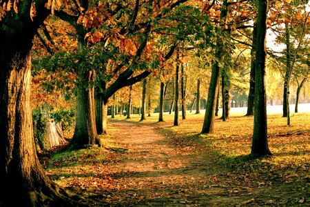 Trees autumn day autumn forest photo