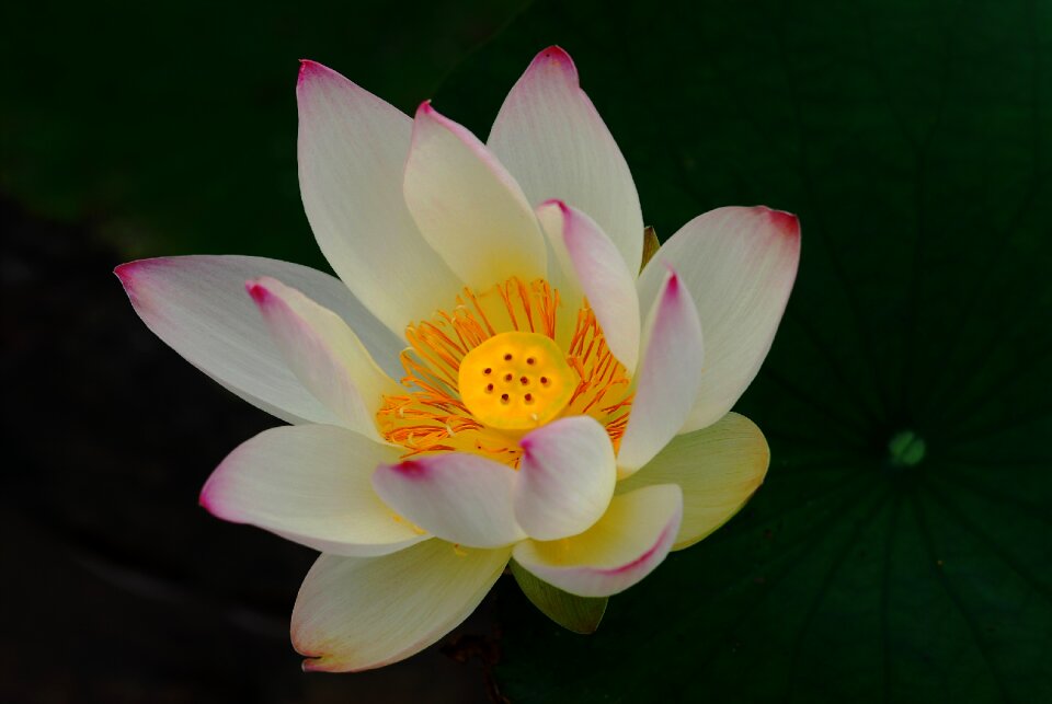 Lotus i buddha