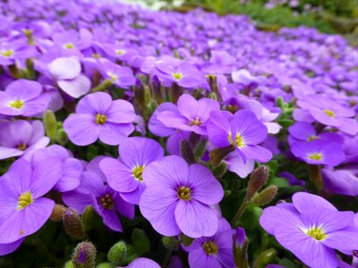 Spring purple flower nature photo