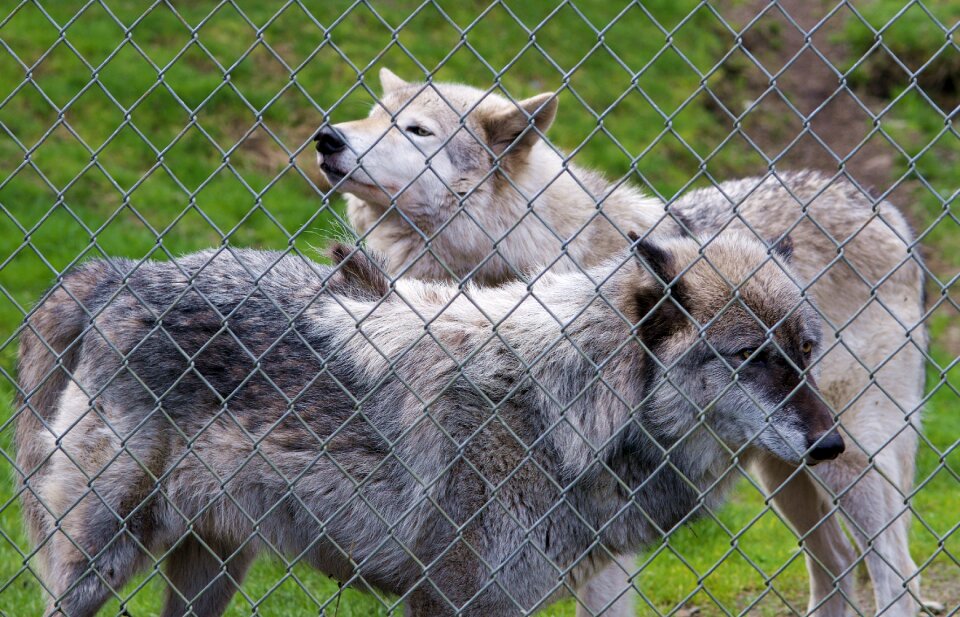 Wild canine mammal