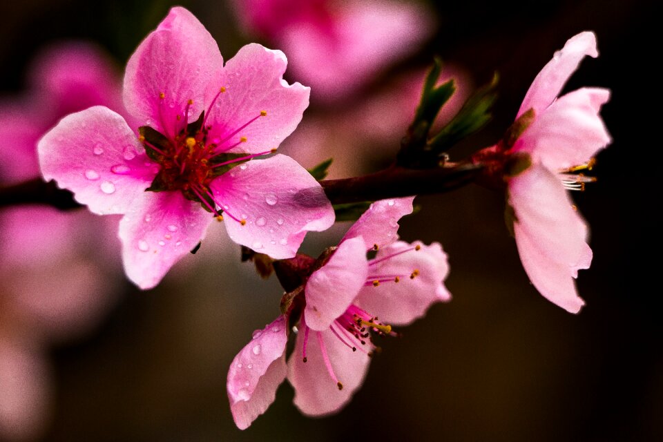 Bloom blossom flower