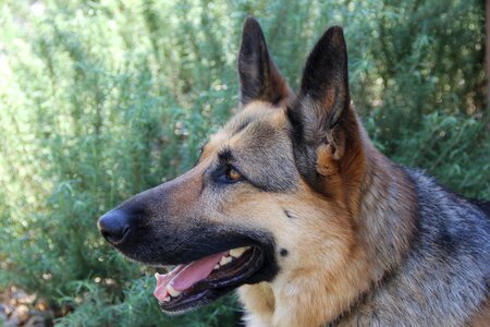Shepherd canine loyal