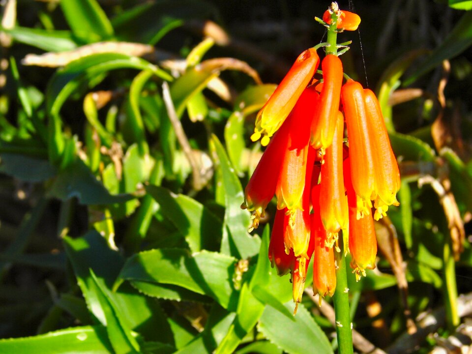 Flower tritoma flora