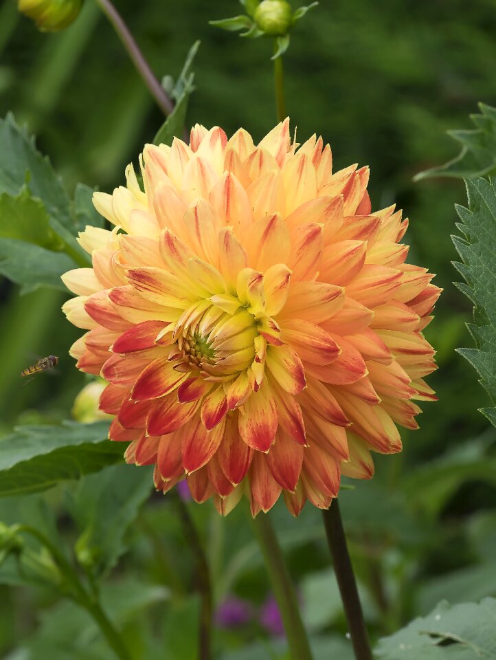 Summer bicolor plant