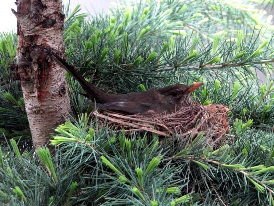 Bird's nest spring blackbird nest