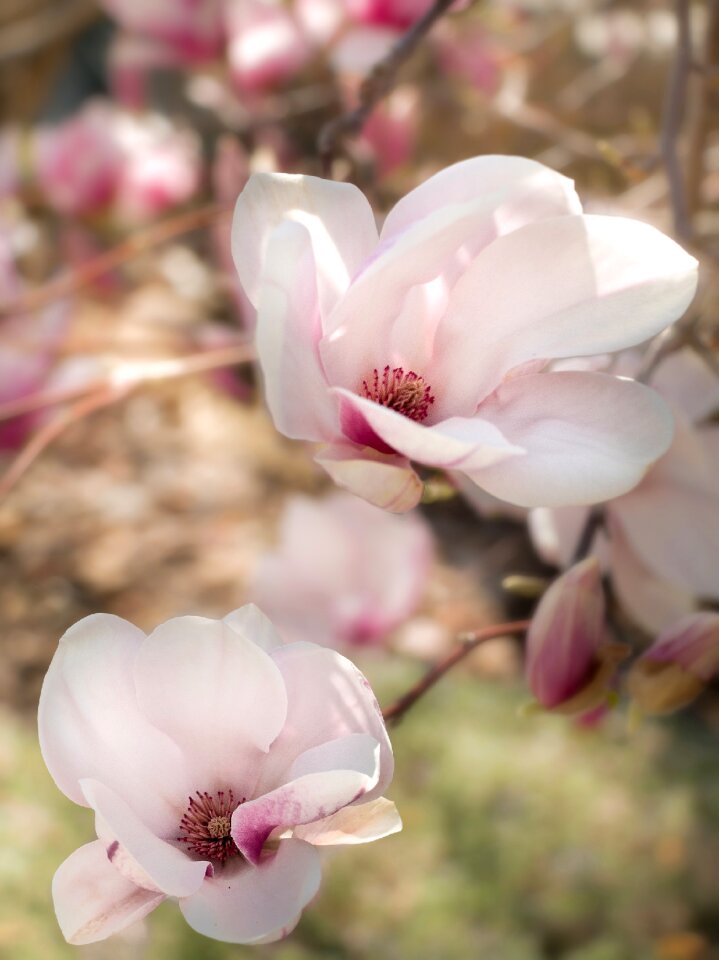 Spring flower a blossoming flower blooming flowers