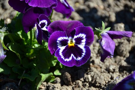 Petals spring thinking