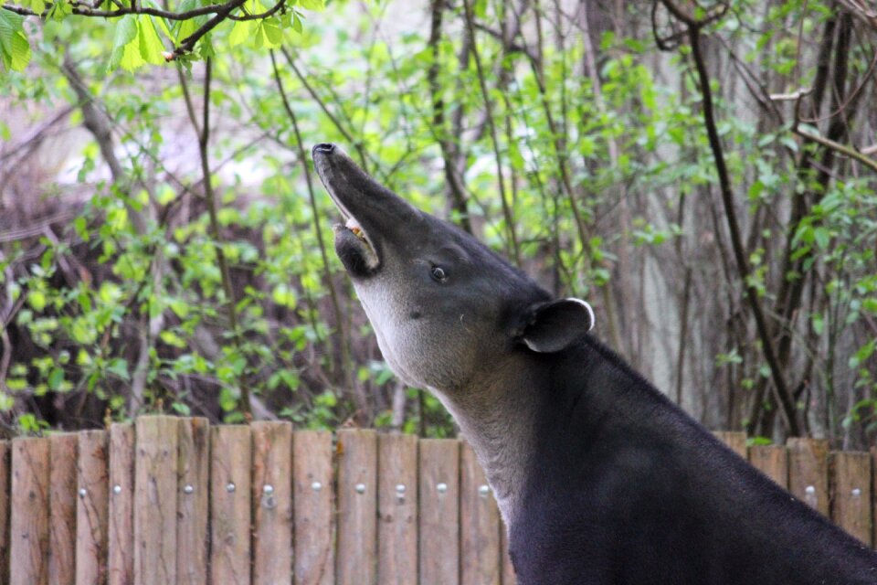 Zoo mammal proboscidea