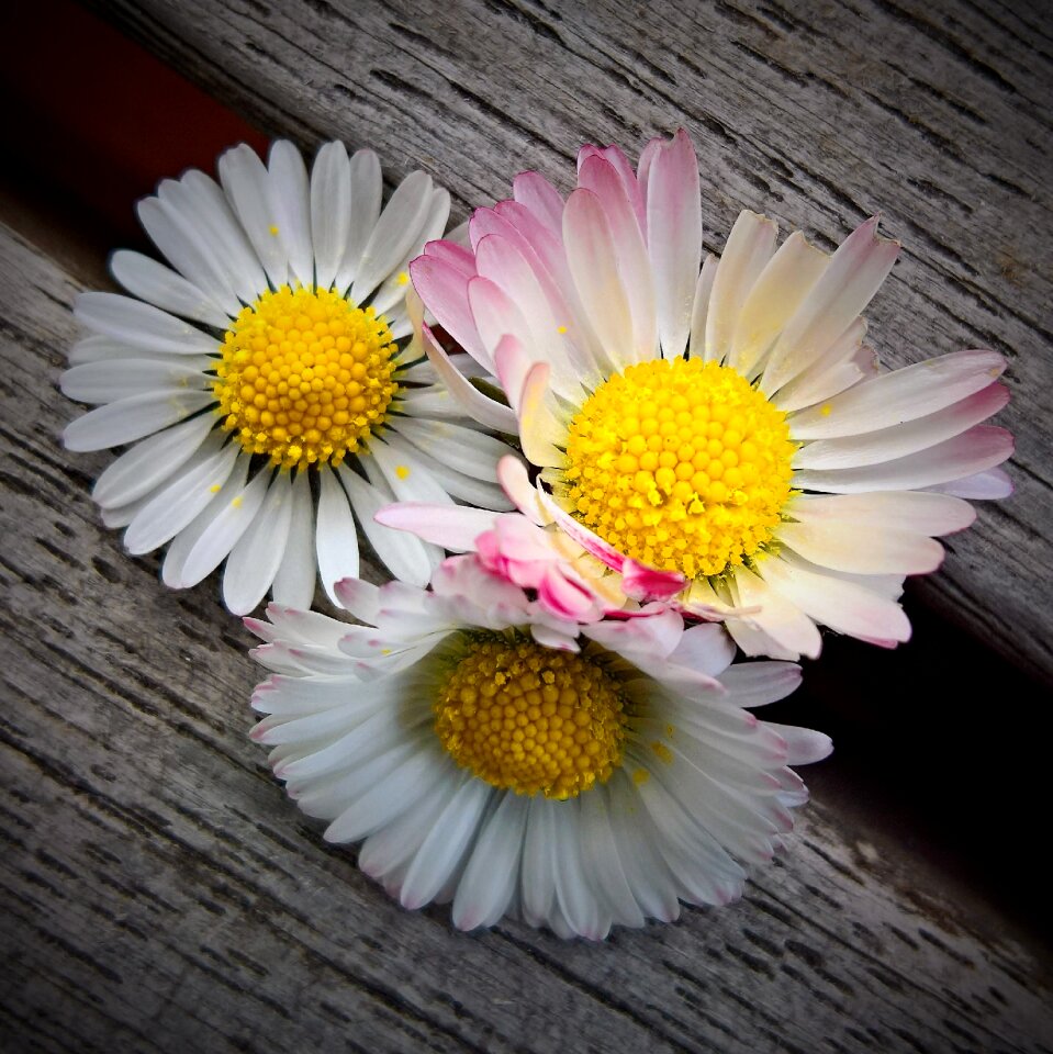 Pointed flower composites white