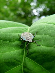 Bug leaf nature
