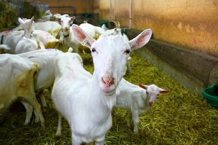 Goat farm white goat photo