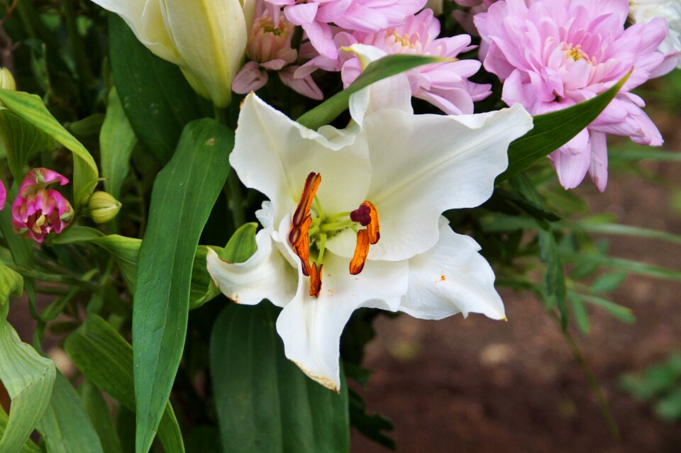 Bloom stamp stamens