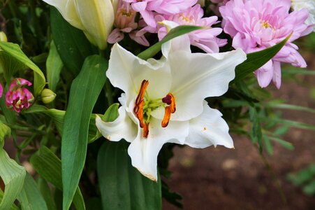 Bloom stamp stamens photo