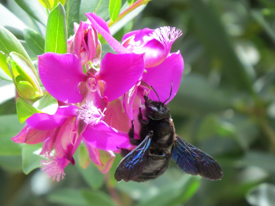 Flower pollen insect
