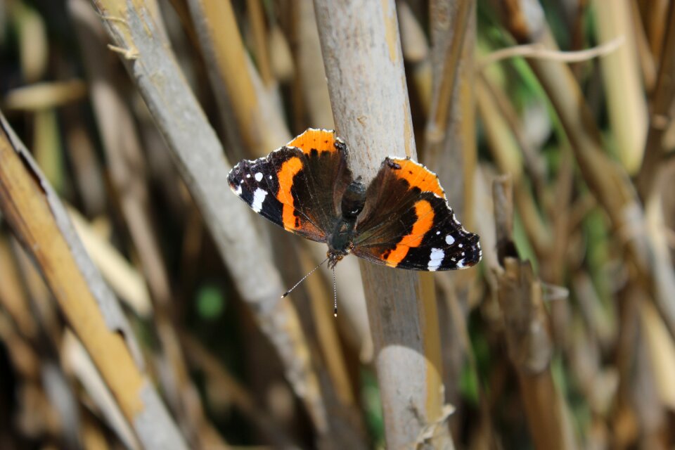 Nature insect