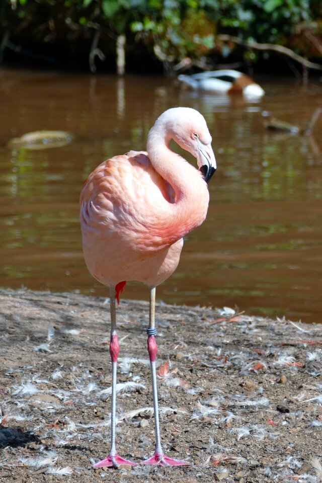 Tropical exotic pink