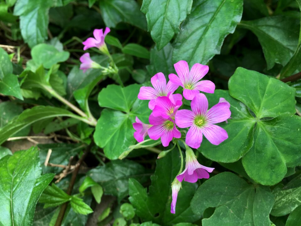 Pink flowers