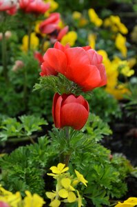 Flower bed bed red flowers
