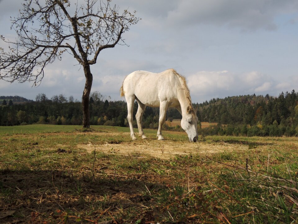 Animal equine landscape