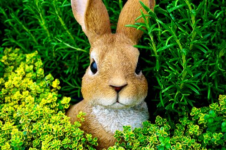 Easter bunny cute spring photo