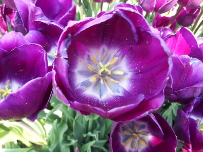 Purple tulips flower