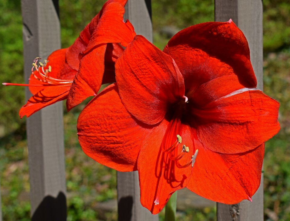 Bloom bulb plant