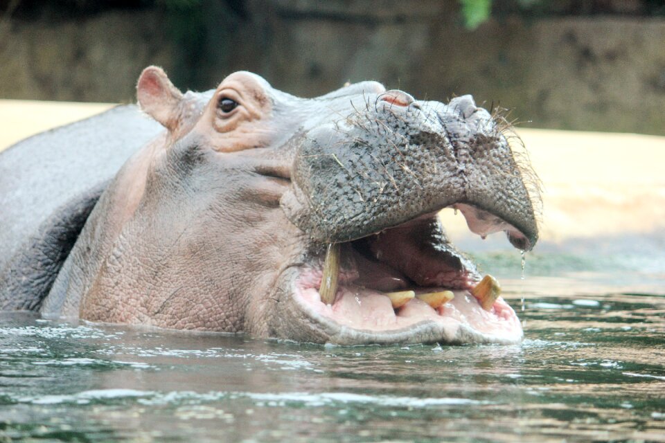 Hippopotamus close up water